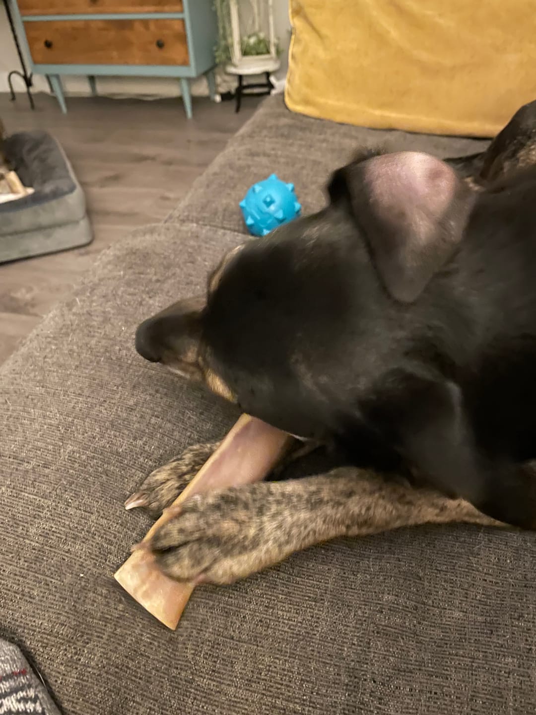 Customer photo review of 5-6 Inch Marrow Bone*