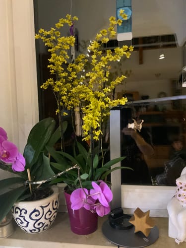 Customer photo review of Oncidium Twinkle Lemon Surprise