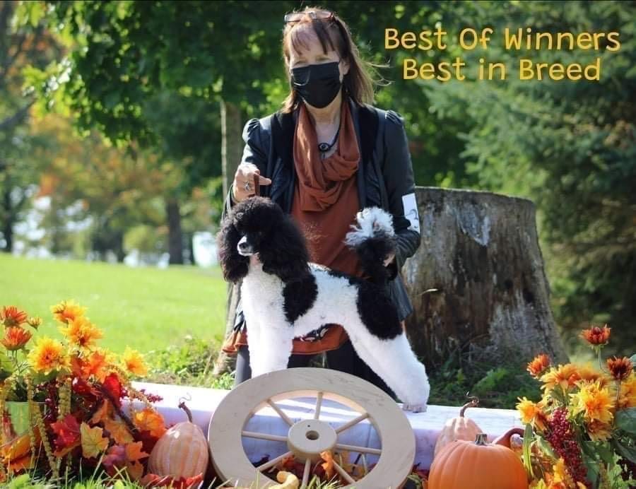 Customer photo review of ASTM Level 3 Medical Procedure Face Mask Made in Canada