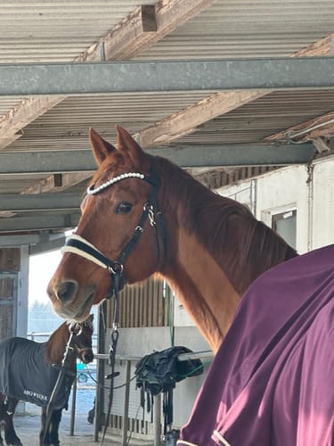 Customer photo review of Harmony Bridle - anatomische gebisslose Trense mit Crystal Stirnband