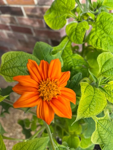 Customer photo review of Torch Mexican Sunflower Seeds
