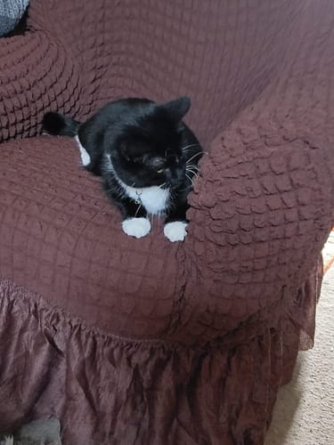 Customer photo review of 2024 Turkish Bubble Frill Sofa Covers : Coffee