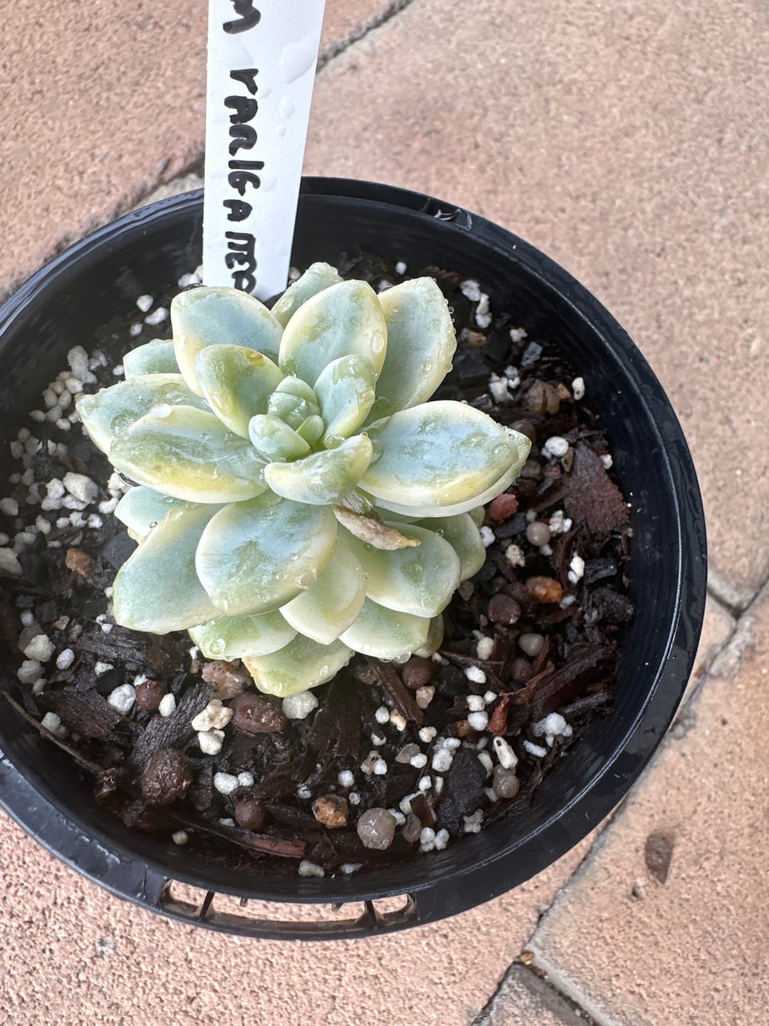 Customer photo review of Sedum clavatum variegated cuttings x 1