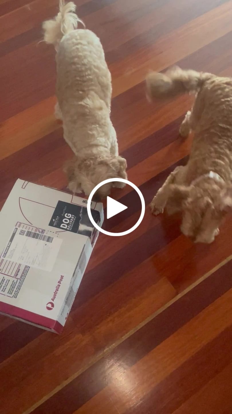Customer video review of Premium Chicken Chews