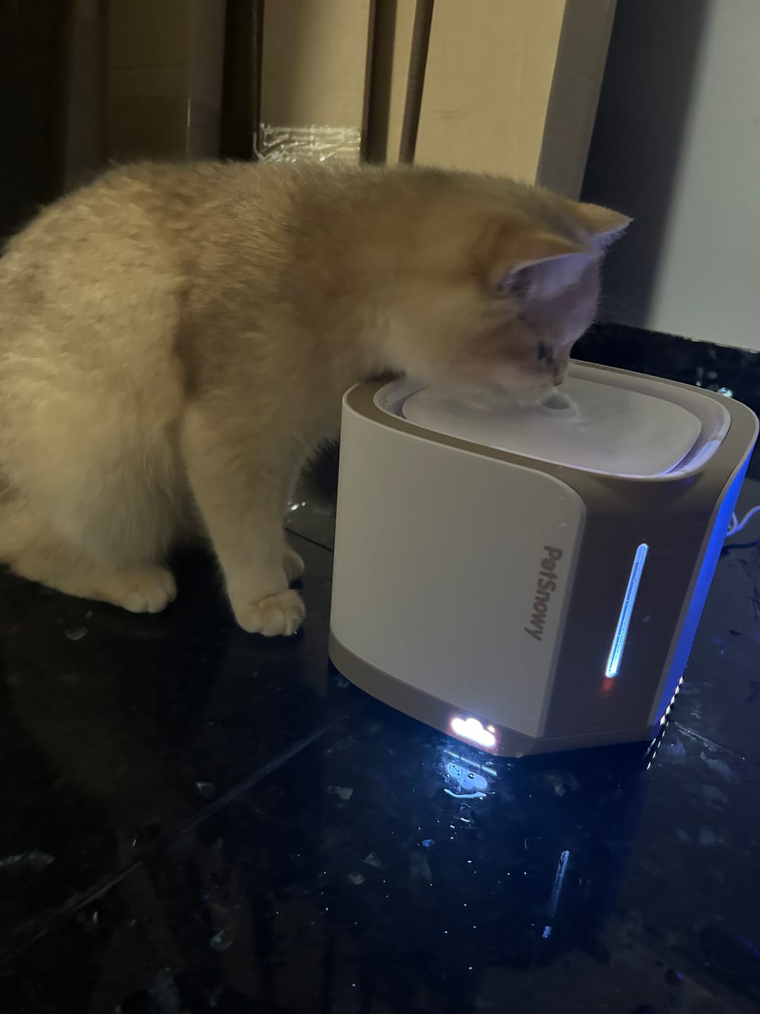Customer photo review of Pet Water Fountain