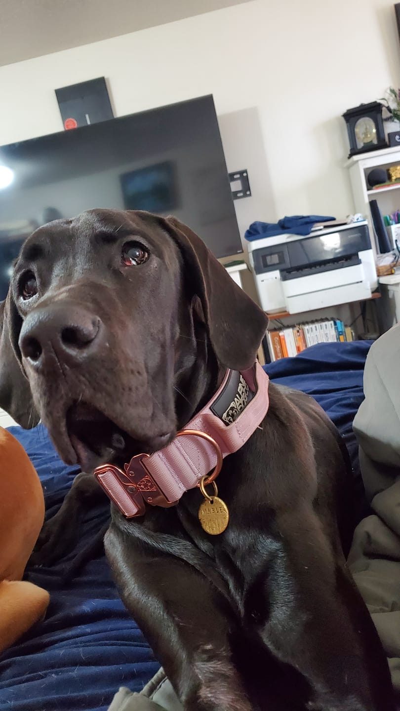 Customer photo review of 2" Tacti Luxe Dog Collar - Rose Gold - Sofia