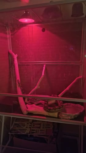 Customer photo review of 4'x2'x4' Meridian PVC Reptile Enclosure