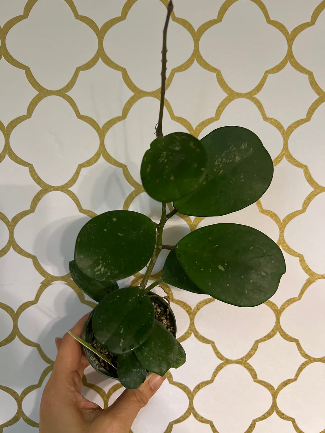 Customer photo review of Hoya obovata