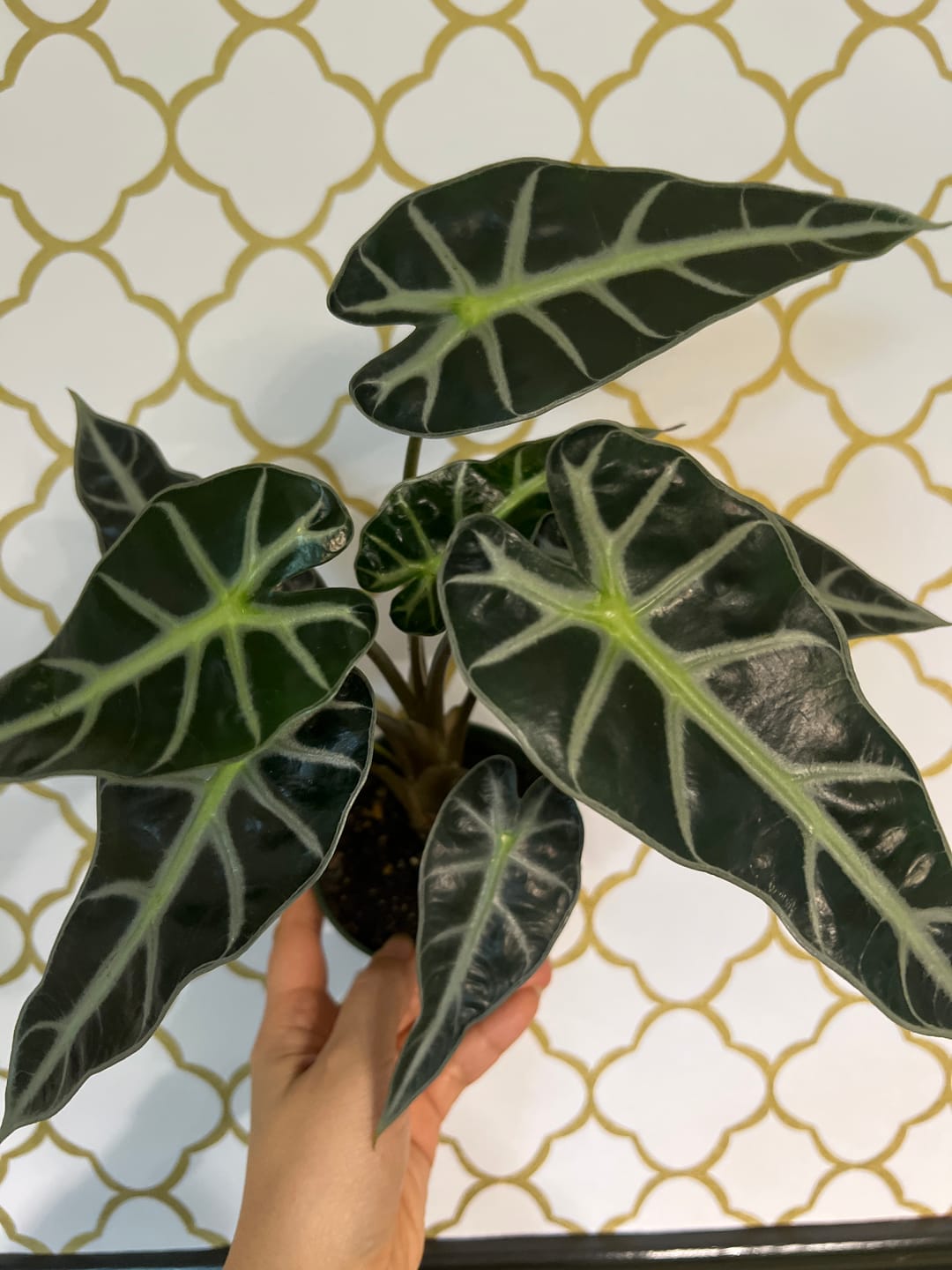 Customer photo review of Alocasia 'Bambino'