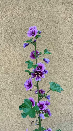 Customer photo review of VitalungExtra | Mit Cordyceps aus der TCM | Für eine starke Lunge & mehr Leistungsfähigkeit