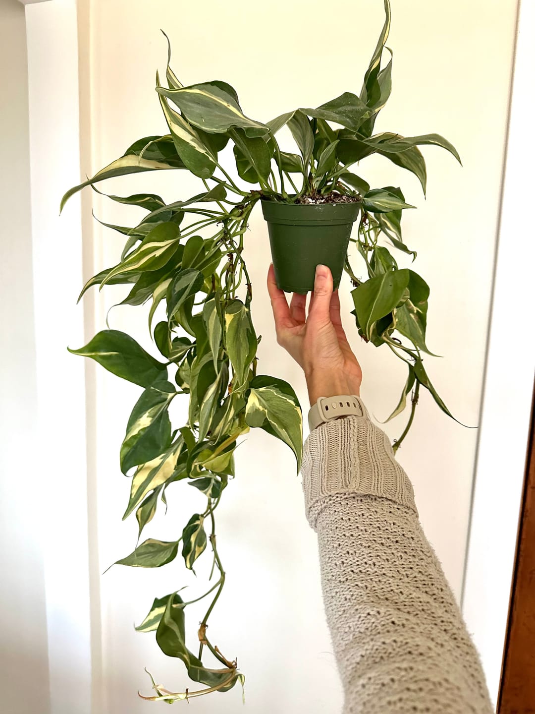 Customer photo review of Philodendron hederaceum 'Rio' - 4"