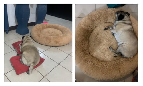 Customer photo review of Cama Antiestrés Para Perros