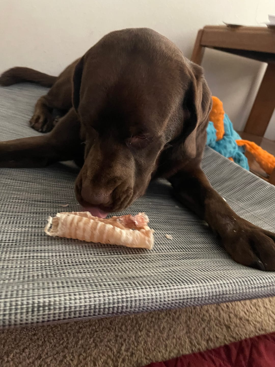 Customer photo review of 12 Inch Beef Trachea