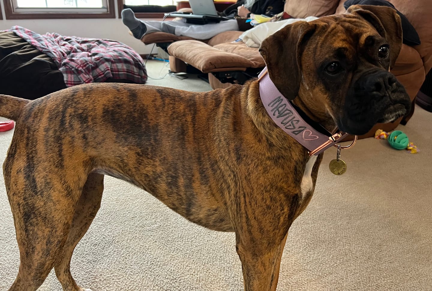 Customer photo review of 2" Tacti Luxe Dog Collar - Rose Gold - Sofia