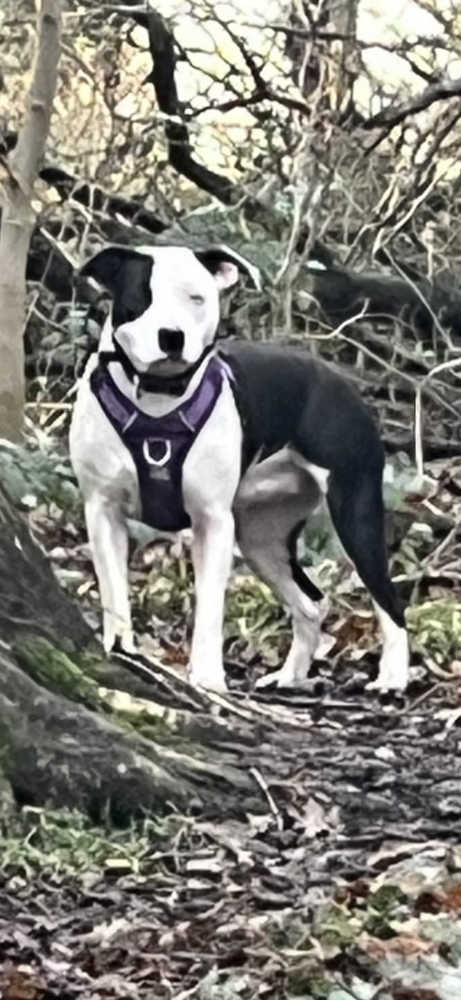 Customer photo review of Air Mesh Harness - Anti-Pull, With Handle, Non Restrictive & Adjustable - Purple