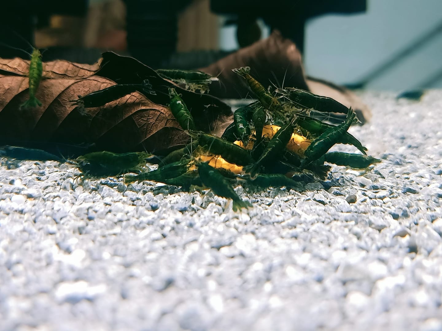 Customer photo review of Green Jade Neocaridina Shrimp