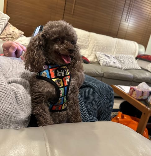 Customer photo review of DOG Cologne/Perfume (Natural Spritz) First-class fragrance!