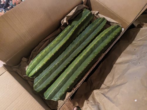 Customer photo review of San Pedro Cactus Cuttings | Echinopsis (Trichocereus) pachanoi Cuttings