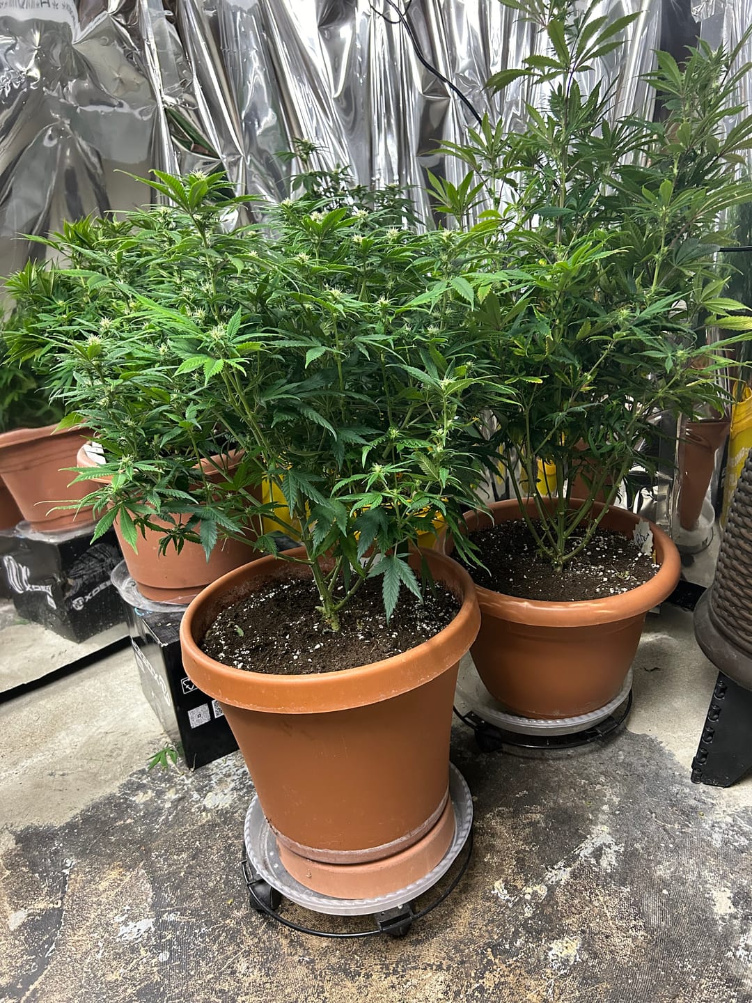Customer photo review of GRO FLOWER™