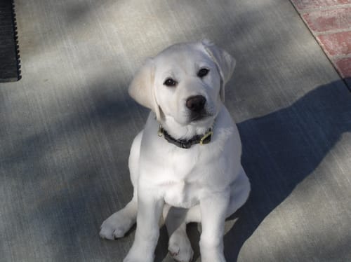 Customer photo review of Cow Ears For Dogs