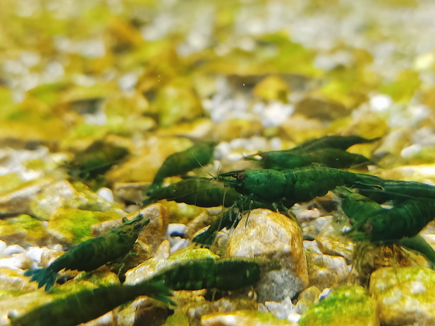 Customer photo review of Green Jade Neocaridina Shrimp