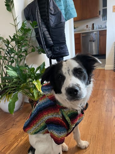 Customer photo review of Playa Poncho - Surprise Color