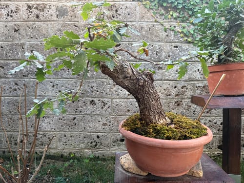 Customer photo review of ESTATE BOMBA PACK