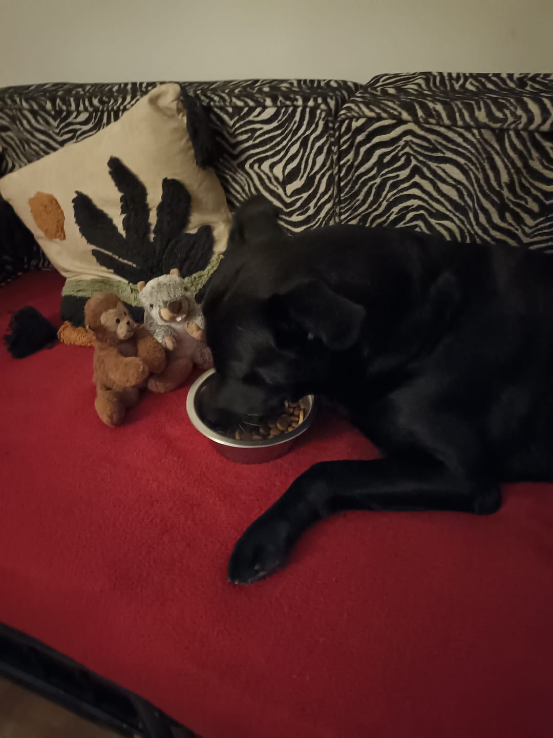Customer photo review of Croquettes de volaille riches en ingrédients frais - Moy. / Grande taille (chien adulte)