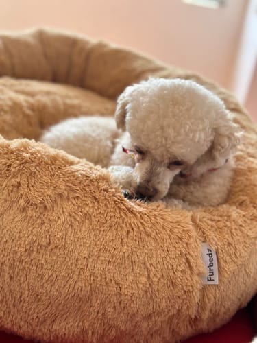 Customer photo review of Cama Antiestrés Para Perros