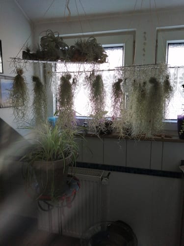 Customer photo review of 5er Set - Tillandsia usneoides - Lousianamoos