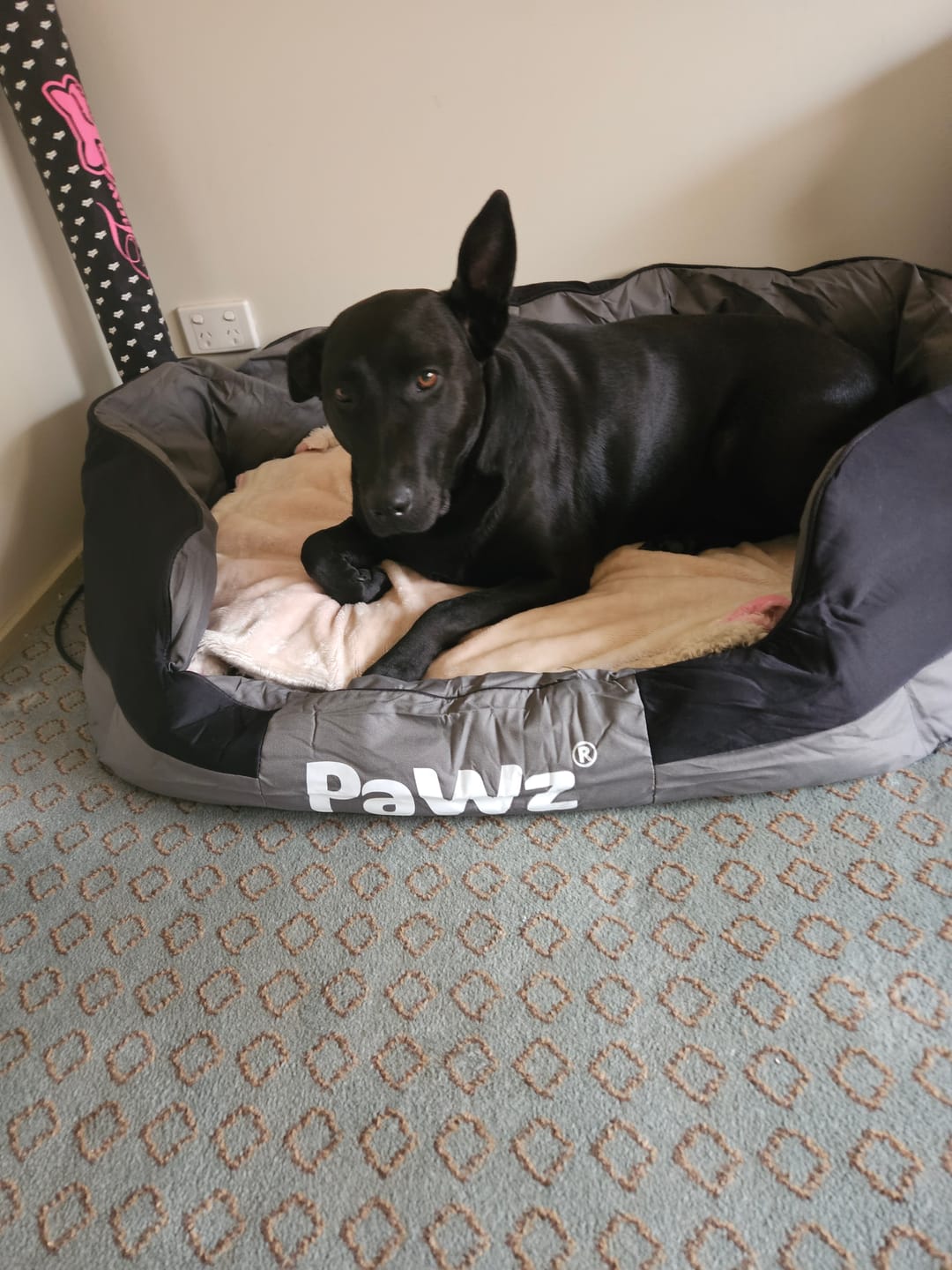 Customer photo review of PaWz waterproof heavy-duty bed