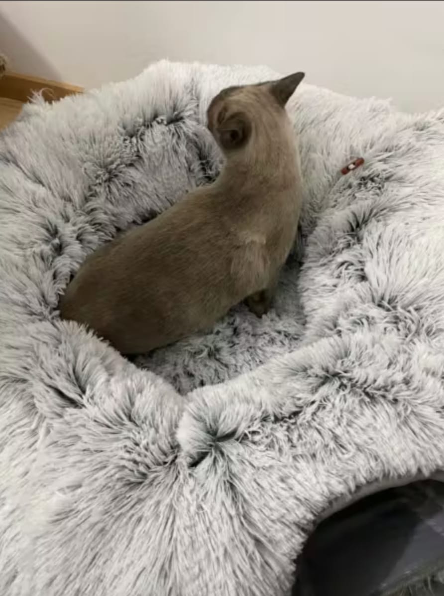 Customer photo review of 2 in 1 Tunnel Bed