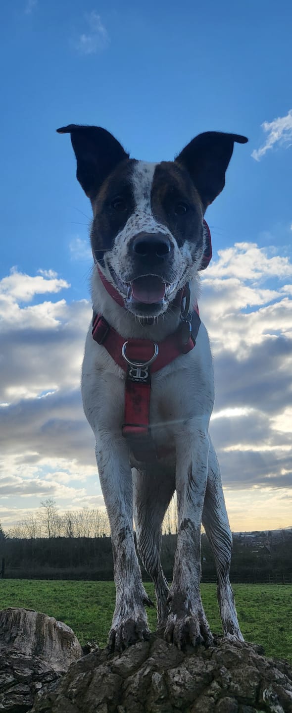 Customer photo review of TRI-Harness® | Anti-Pull, Adjustable & Durable - Dog Trainers Choice - Red v2.0