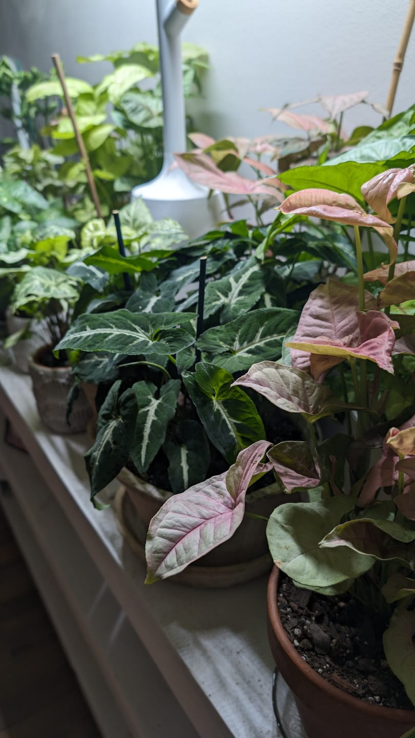 Customer photo review of Syngonium wendlandii