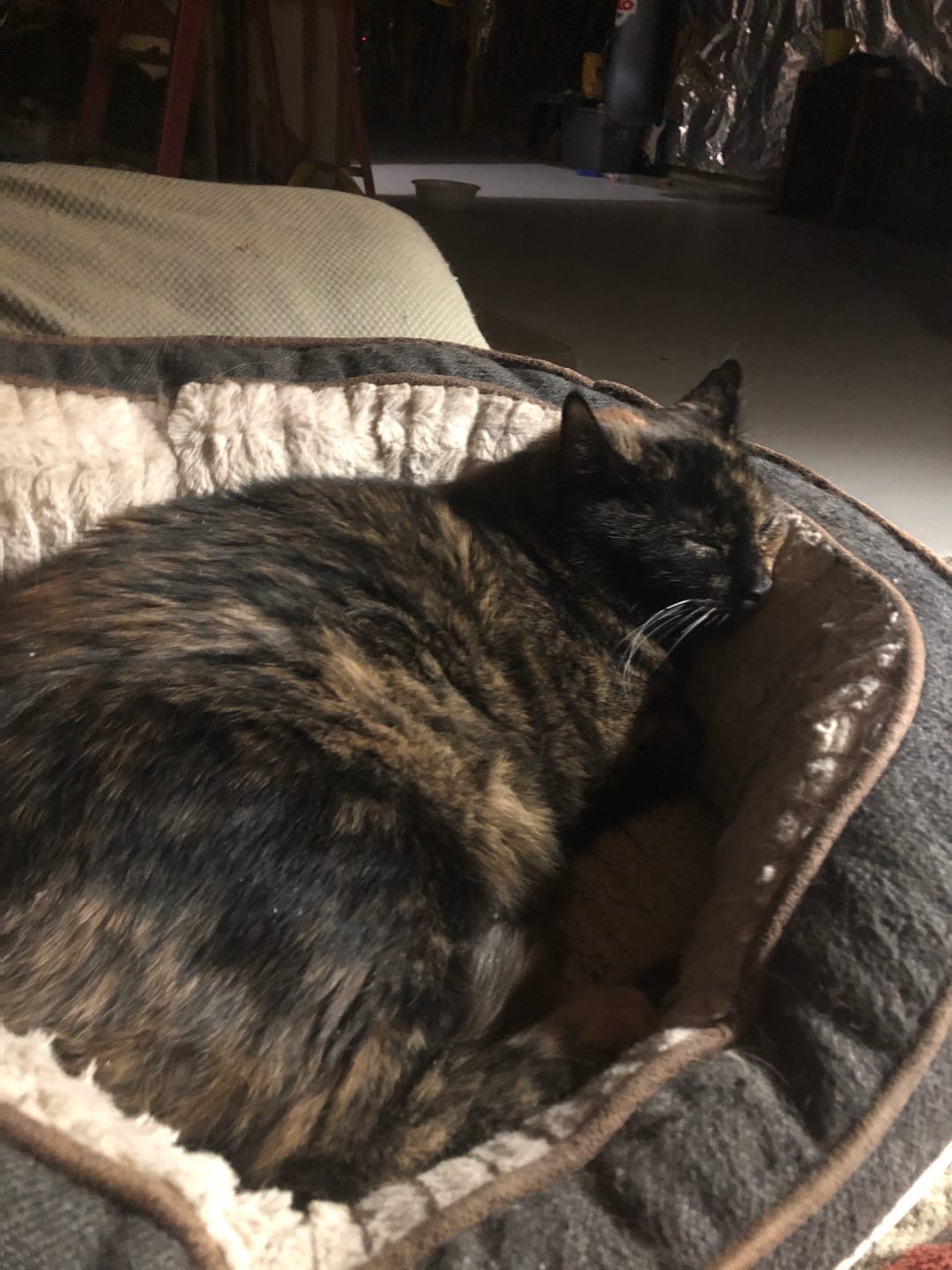 Customer photo review of Hyperthyroidism Supplement for Cats - Treats Cat Hyperthyroid, Patchy Hair Loss, and Helps Cat Weight Gain