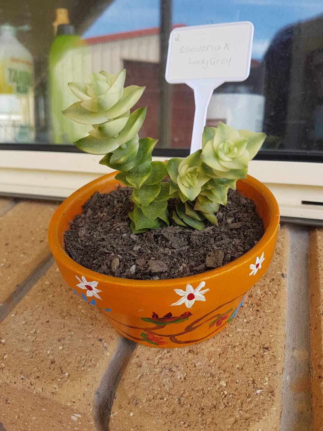 Customer photo review of Crassula perforata variegated