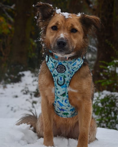 Customer photo review of Tough Trails™ Harness - Dinky Dino