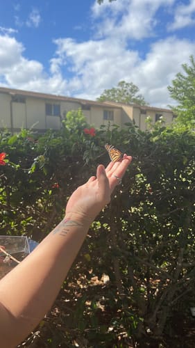 Customer photo review of Classic Live Monarch Butterfly Chrysalis Box