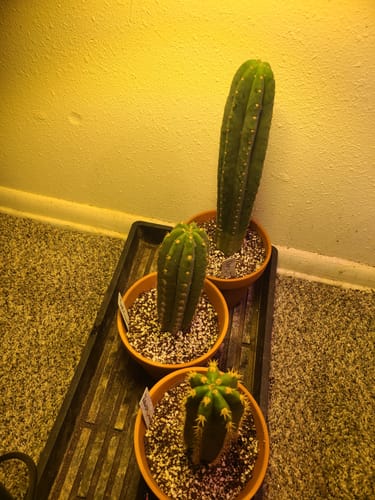 Customer photo review of Cactus Collector Variety Packs | Trichocereus Cactus Variety Packs