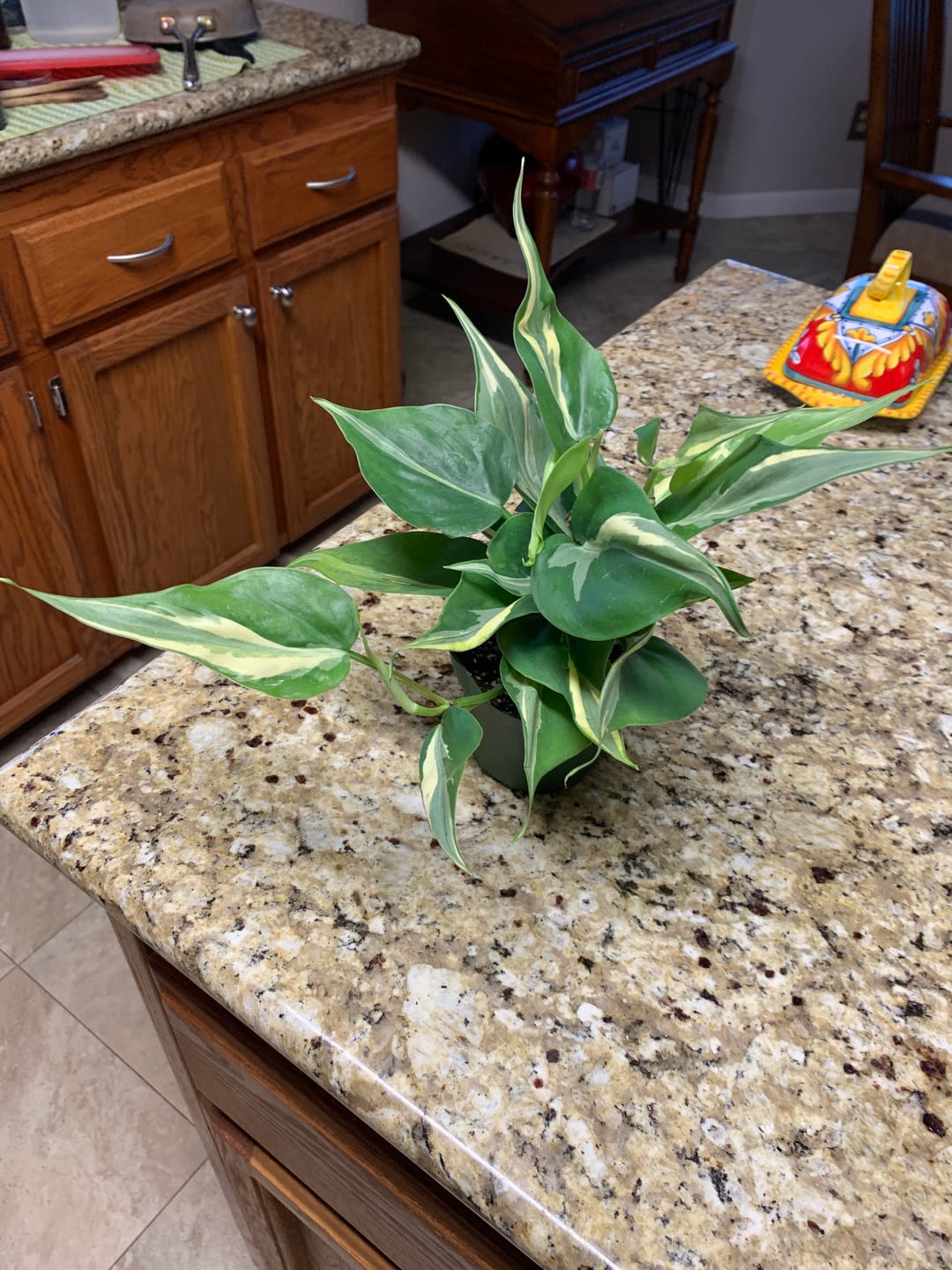 Customer photo review of Philodendron hederaceum 'Rio' - 4"
