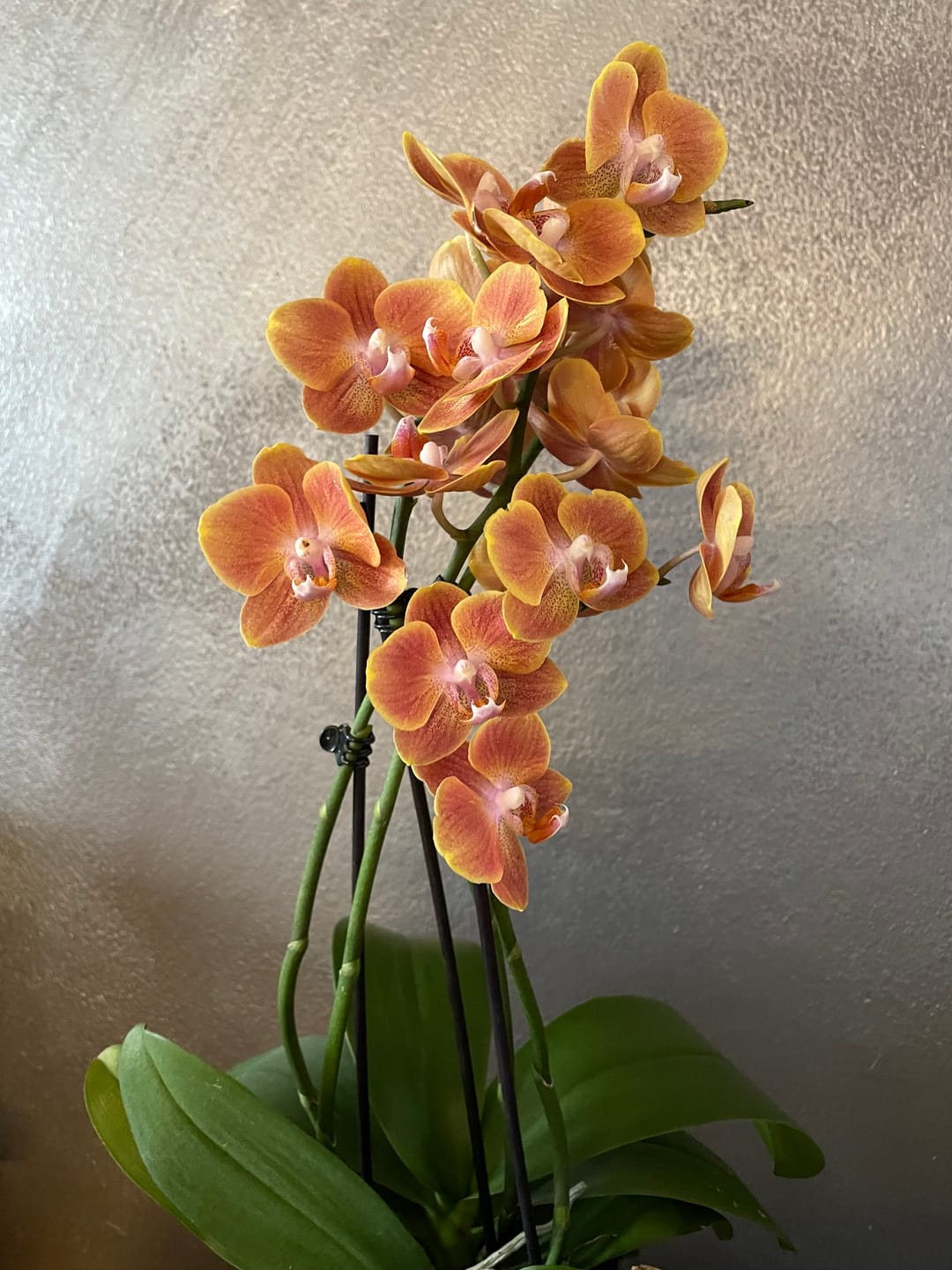 Customer photo review of Große Two of Us Etna mit orangenen Blüten und 4 Stielen