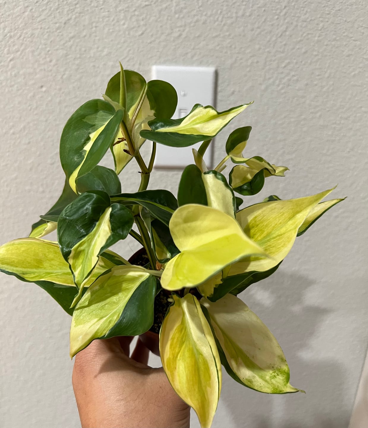 Customer photo review of Philodendron hederaceum 'Gabby' - PRE ORDER