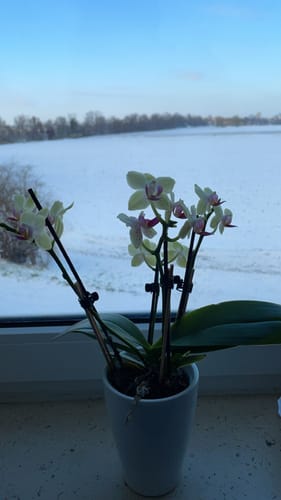 Customer photo review of Table Dance Sunny mit gelben Blüten und rosa Lippe und 3+ Stielen