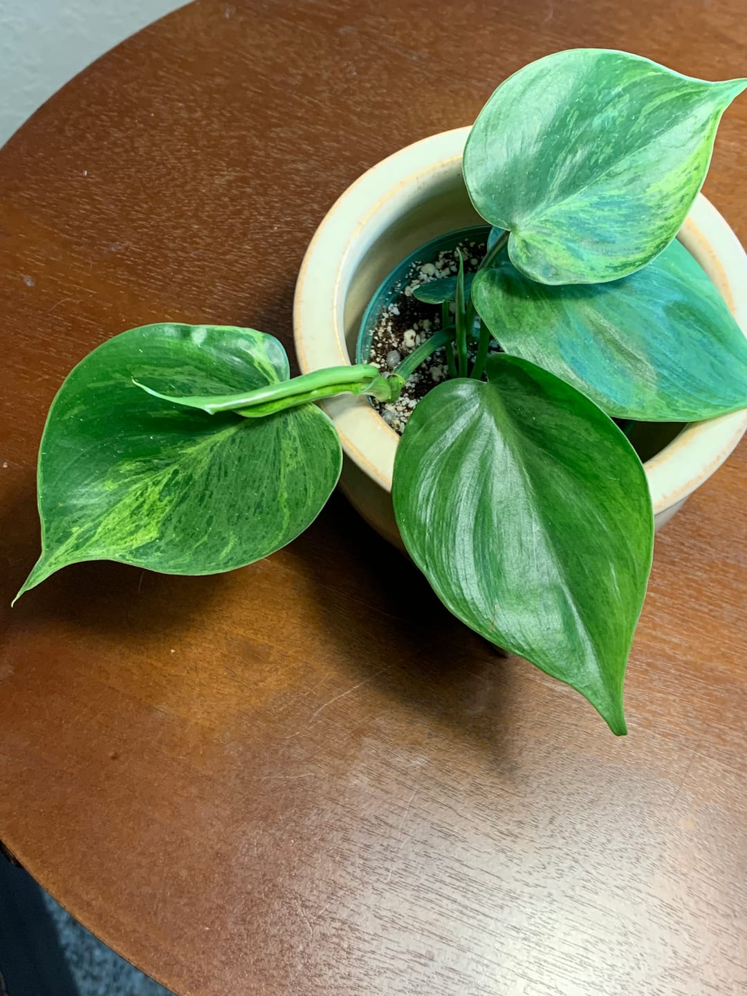 Customer photo review of Philodendron hederaceum variegata