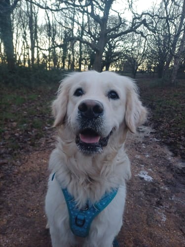 Customer photo review of Tough Trails™ Harness - Teal Hearts - Sale