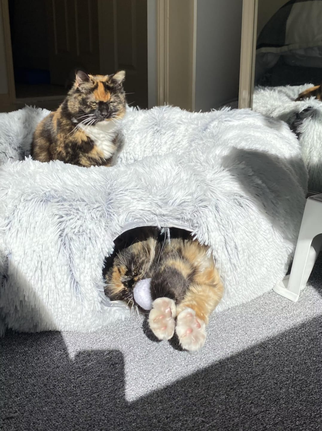 Customer photo review of 2 in 1 Tunnel Bed
