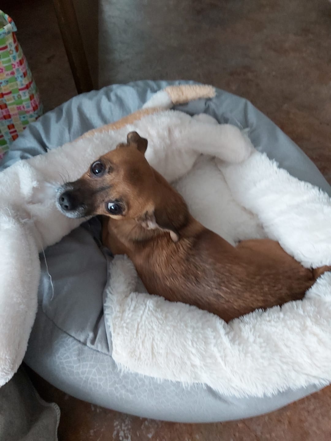 Customer photo review of *Neu*Emmalove - Kuschelhöhle für Hunde