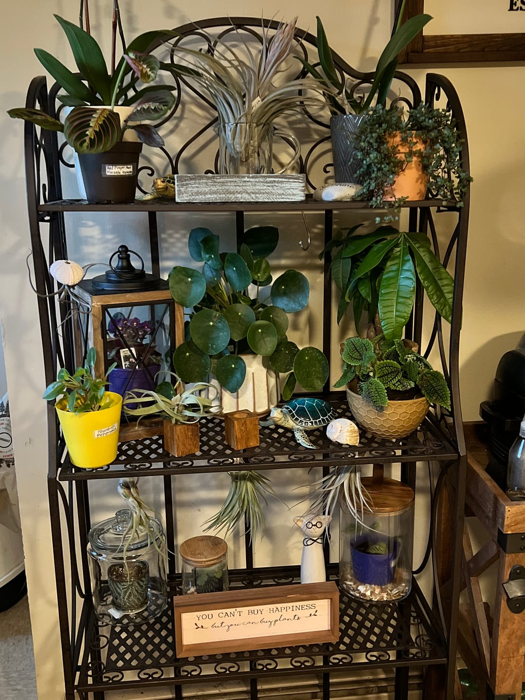 Customer photo review of B Quality Greenhouse Mix 10 Plant Pack