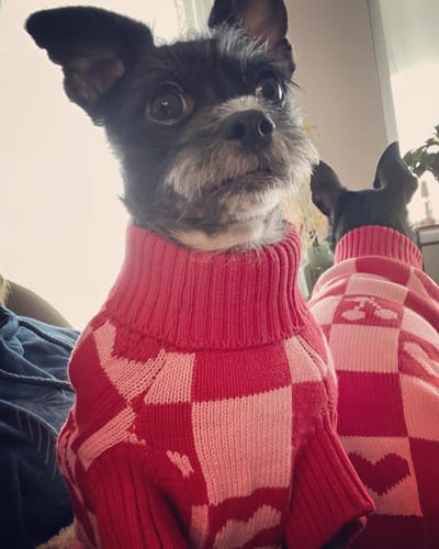 Customer photo review of Roll Neck Dog Knitted Love Sweater