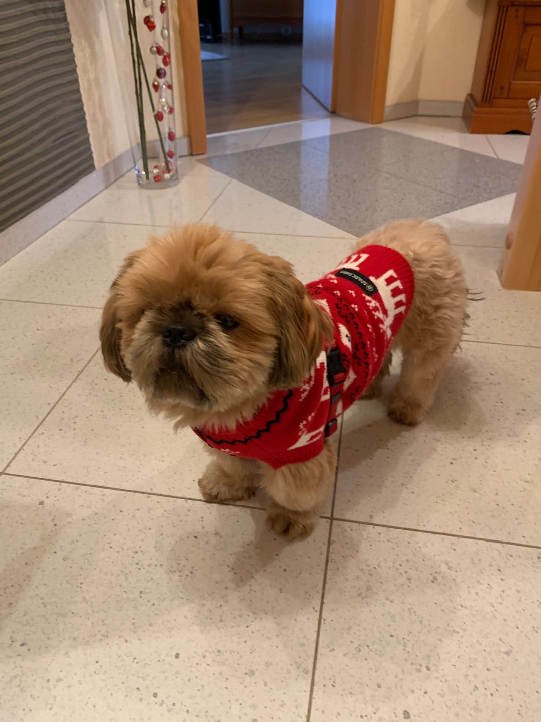 Customer photo review of Knit Dog Sweater - Dasher Red